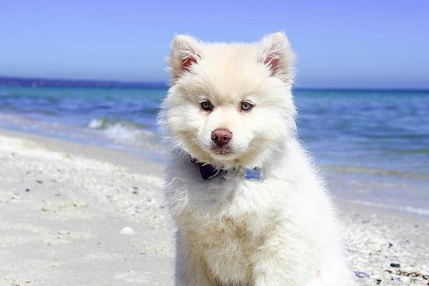 Back to Routine: Helping Your Dog Adjust After Summer
