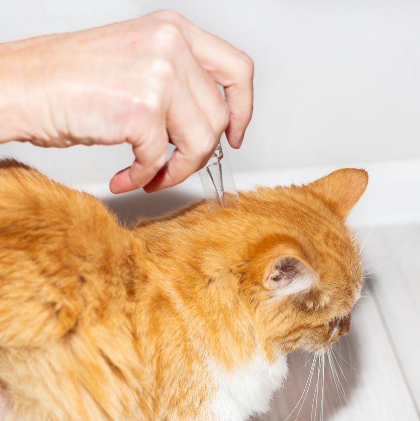 Cat Flea & Tick