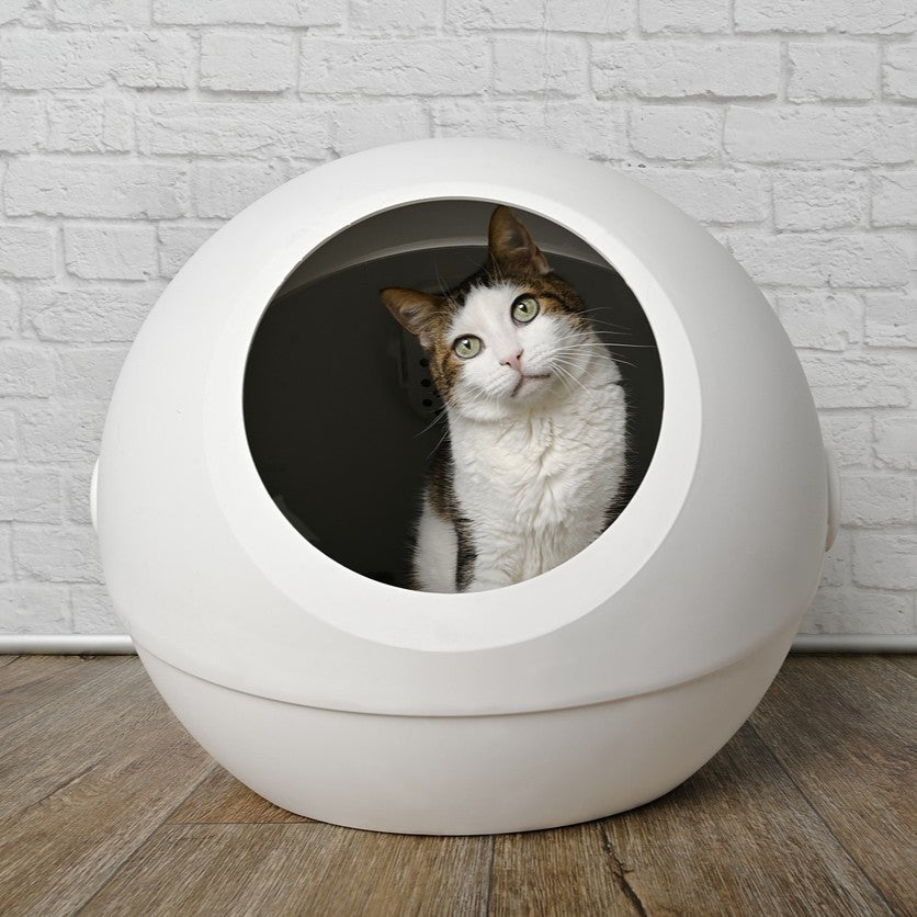 Cat Litter Boxes