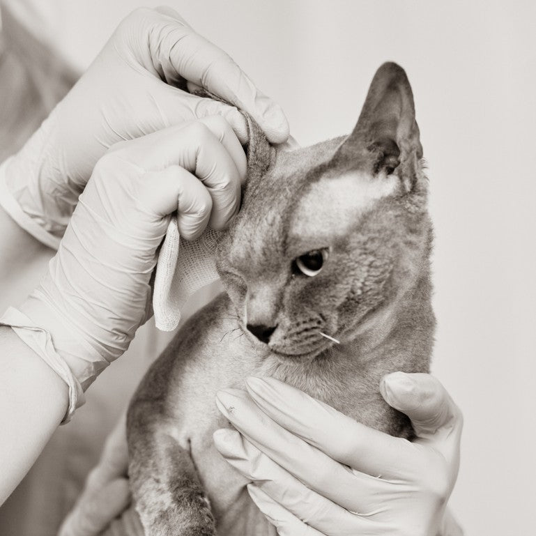 Cat Wipes & Deodorizers