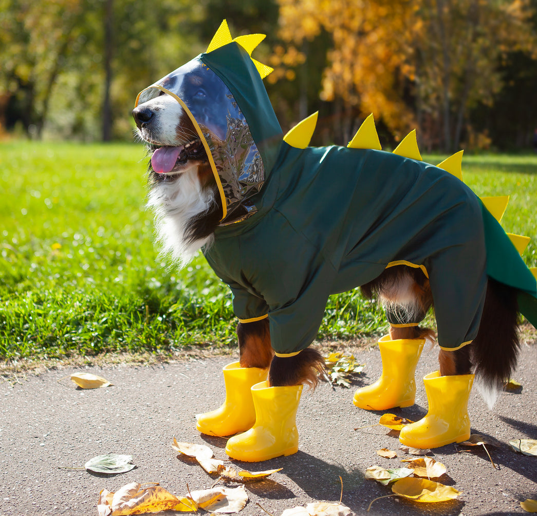 Pet Accessories Online