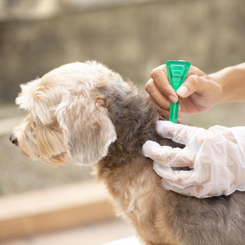 Dog Flea & Tick