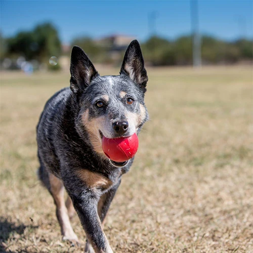 KONG Ball Dog Toy by KONG