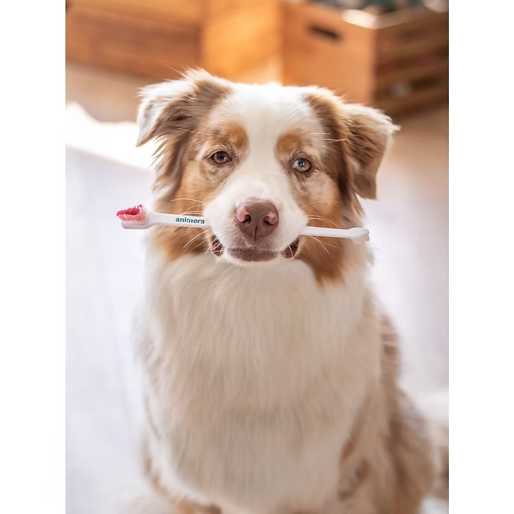 Animora Double-Headed Toothbrush