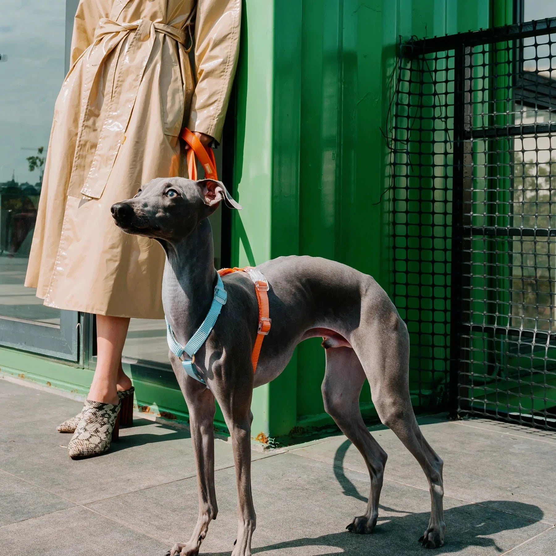 Tinklylife Fantastic Rainbow Easy Walk Harness by Tinklylife