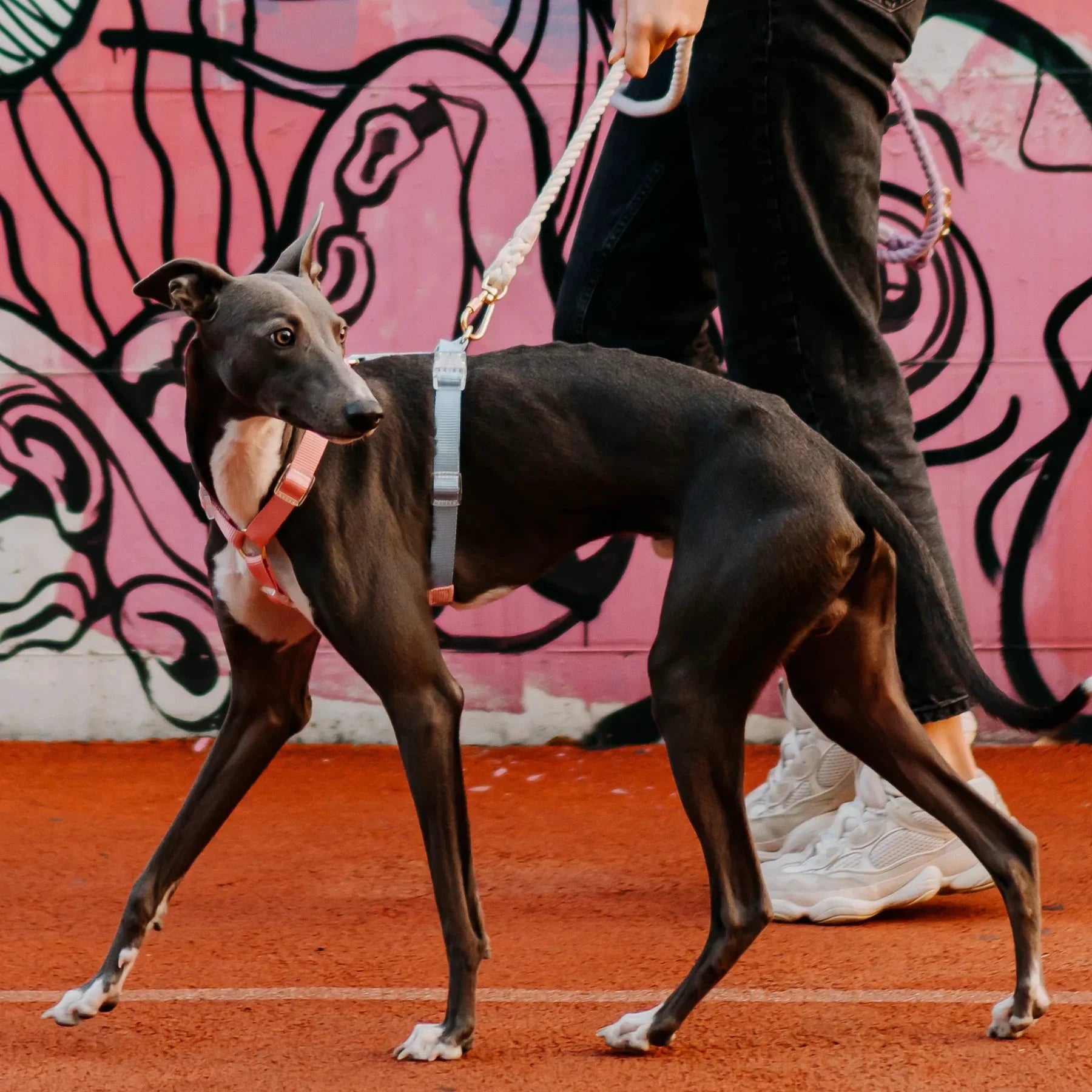 Tinklylife Fantastic Rainbow Easy Walk Harness by Tinklylife