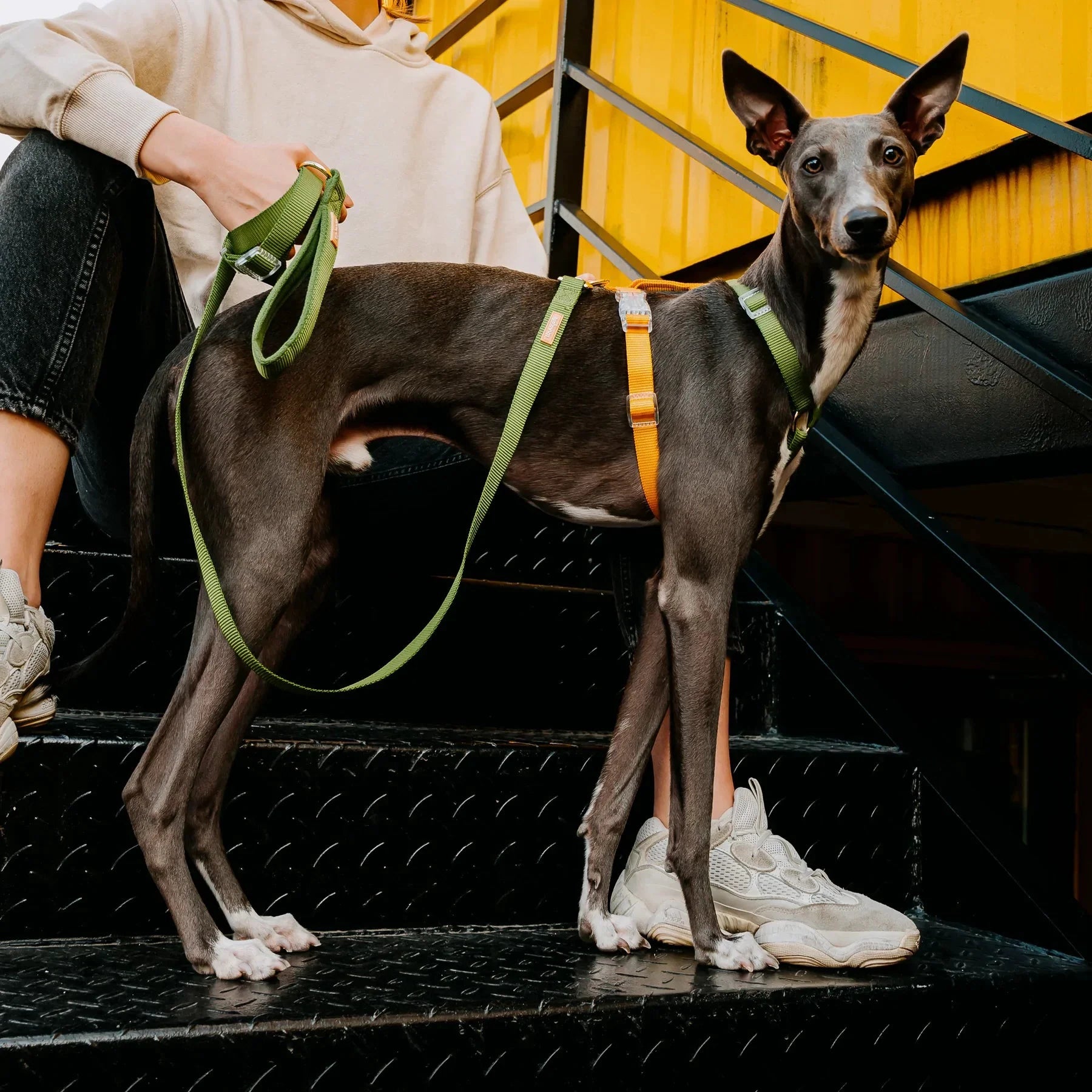 Tinklylife Fantastic Rainbow Easy Walk Harness by Tinklylife