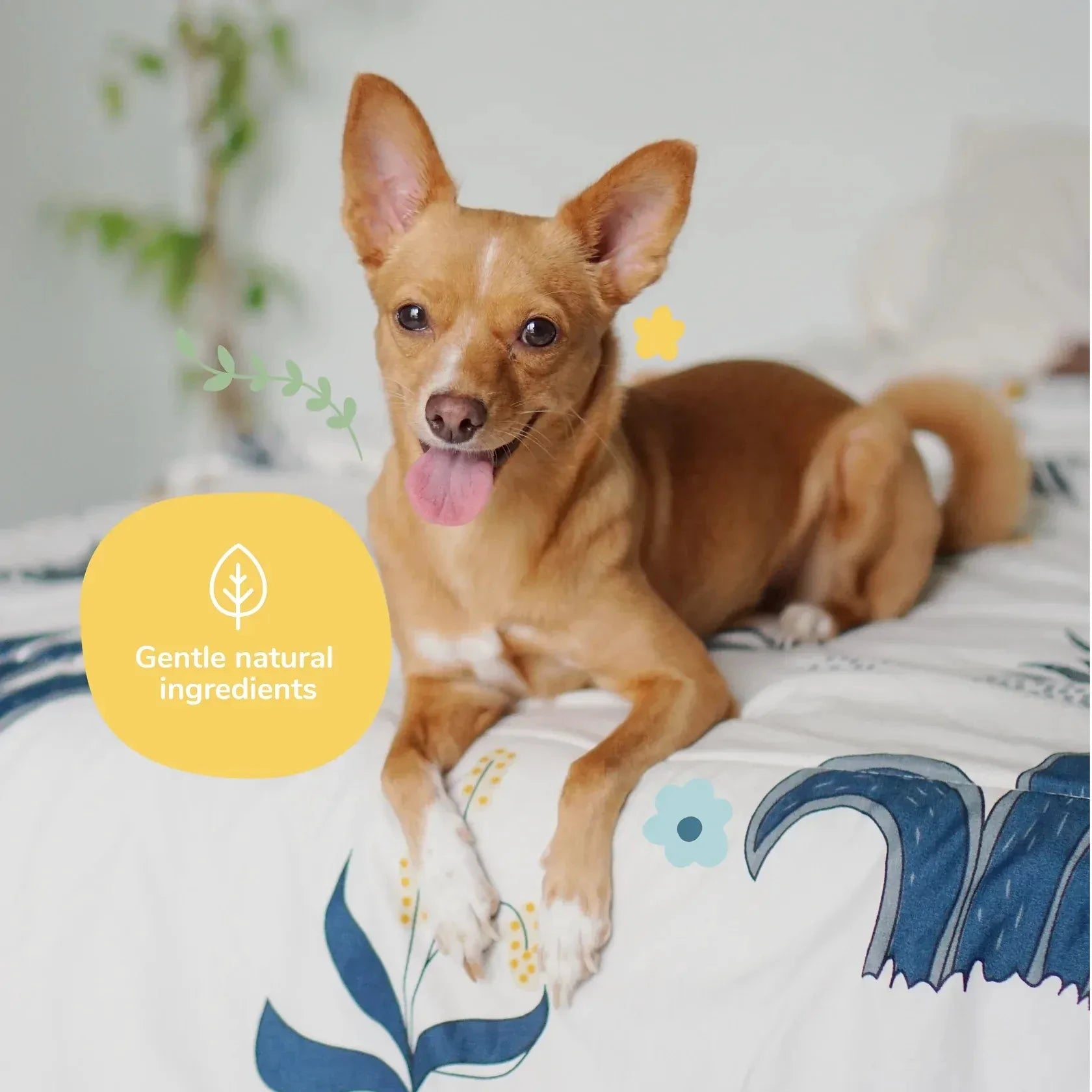 Kin + Kind Coat Spray for Dog Smells - Almond+Vanilla by Kin+Kind