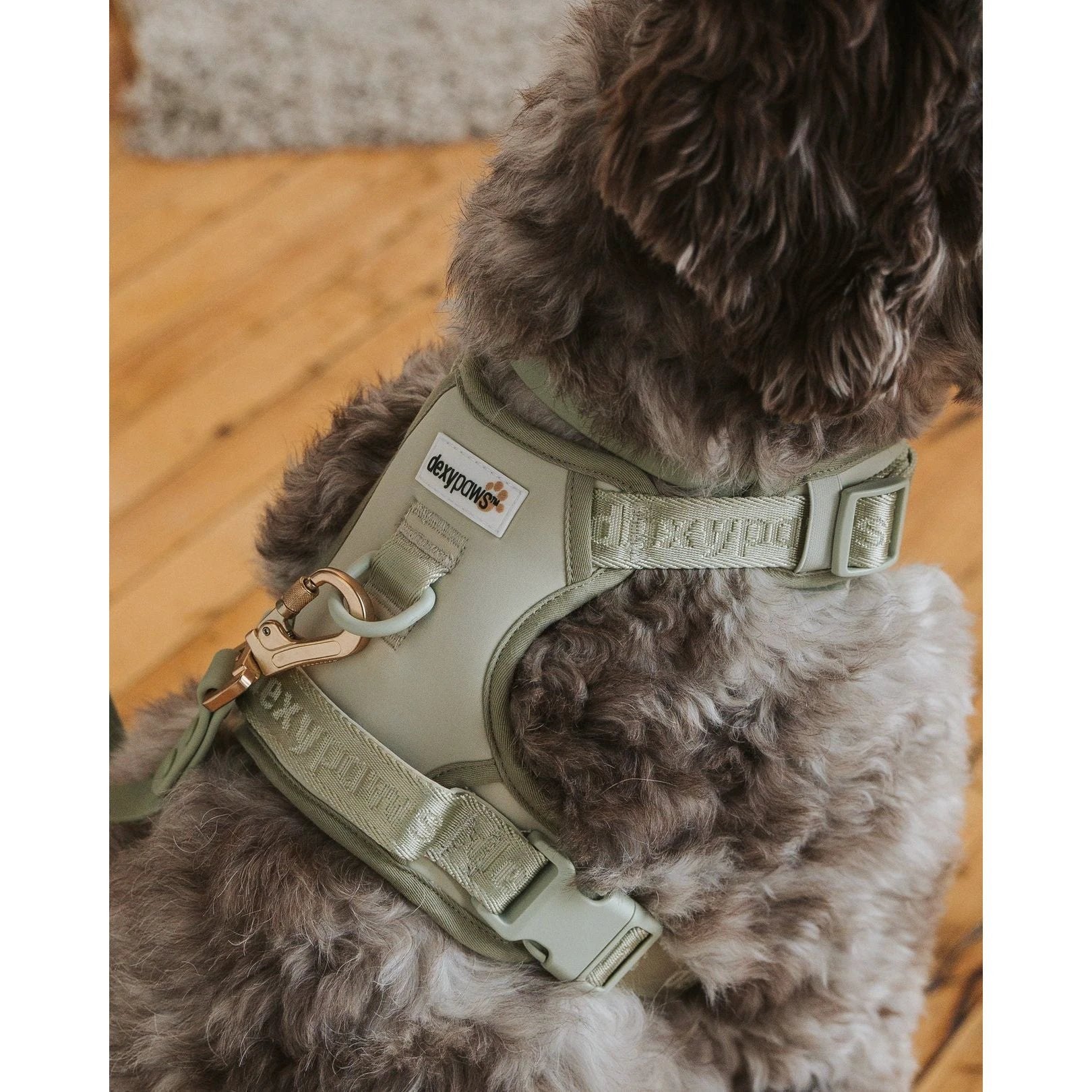 Dexypaws No-Pull Dog Harness, Sage Green Medium Dog by Dexypaws