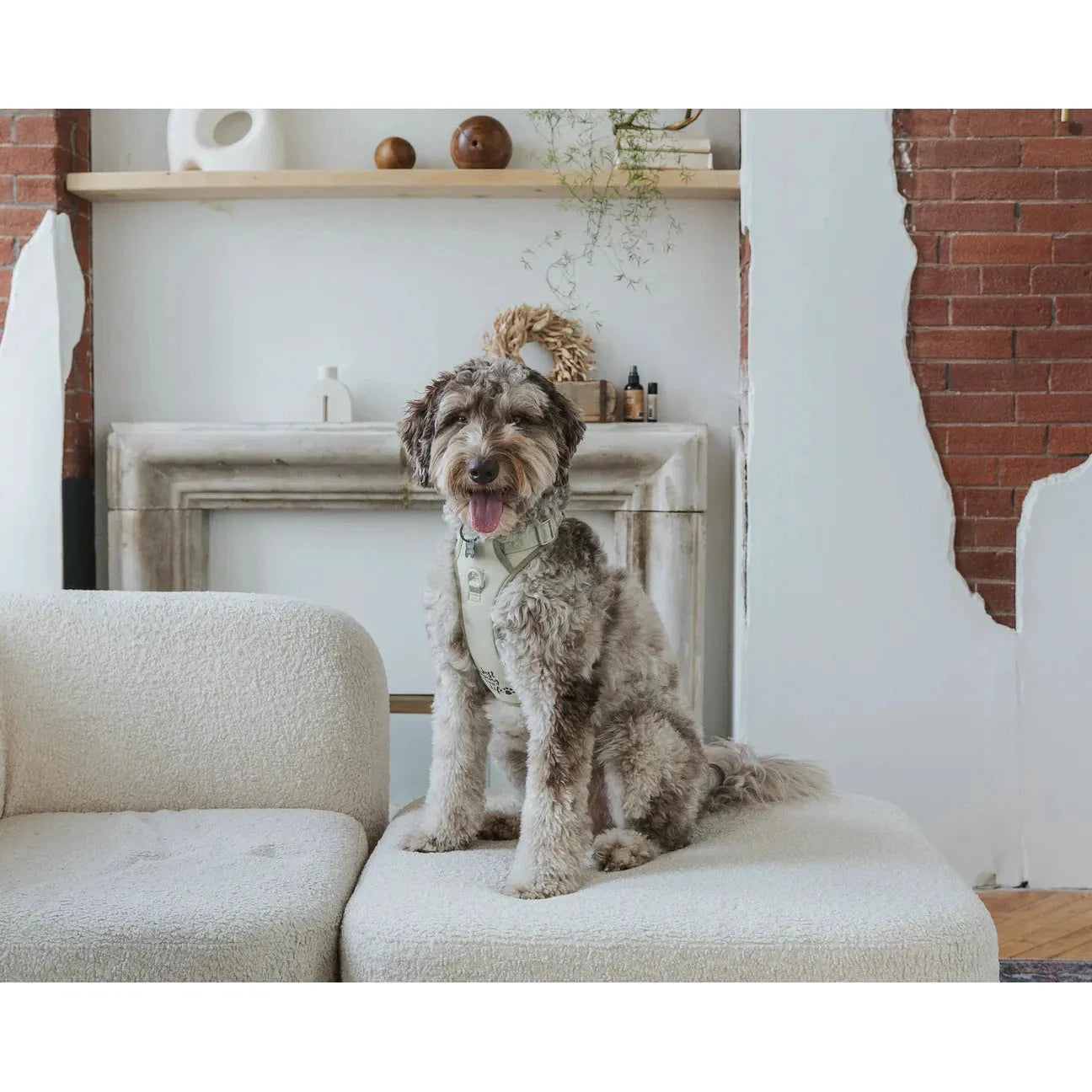 Dexypaws No-Pull Dog Harness, Sage Green Medium Dog by Dexypaws