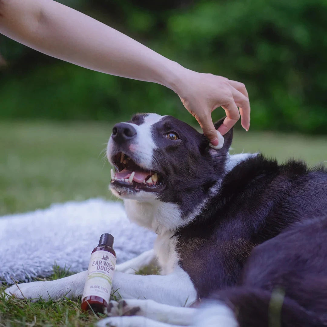 BLACK SHEEP -Rosemary & Niaouli Organic Dog Ear Wash by Black Sheep