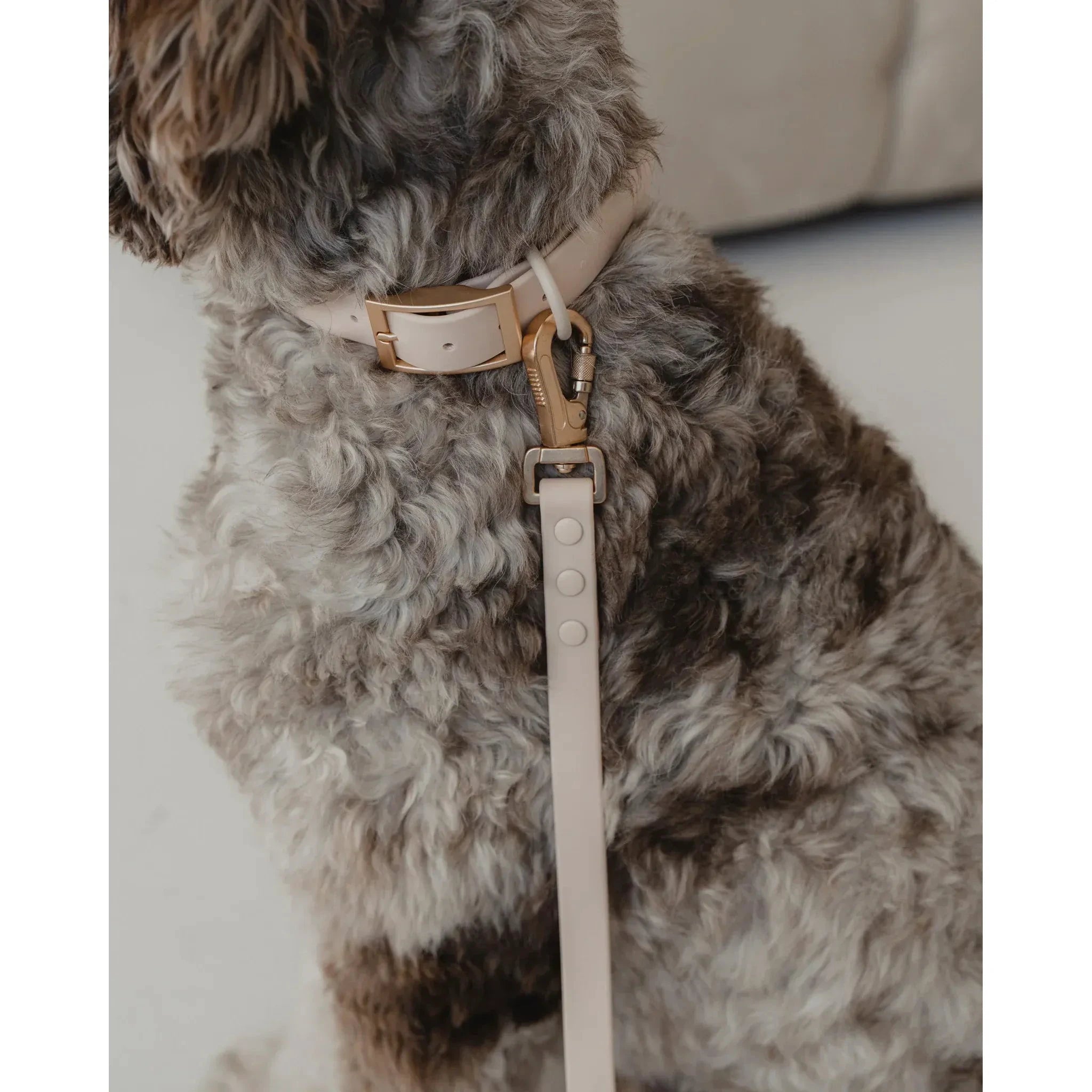 Dexypaws Waterproof Dog Collar by Dexypaws