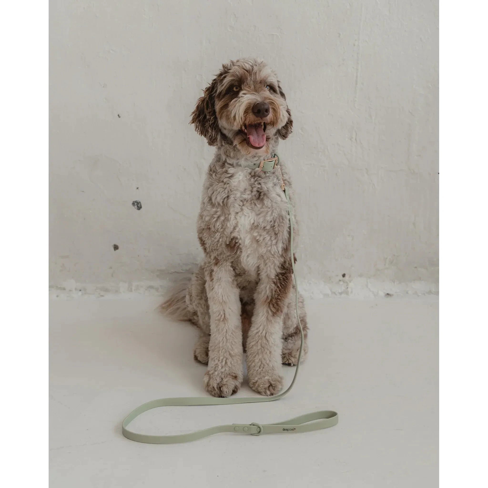 Dexypaws Waterproof Dog Leash by Dexypaws