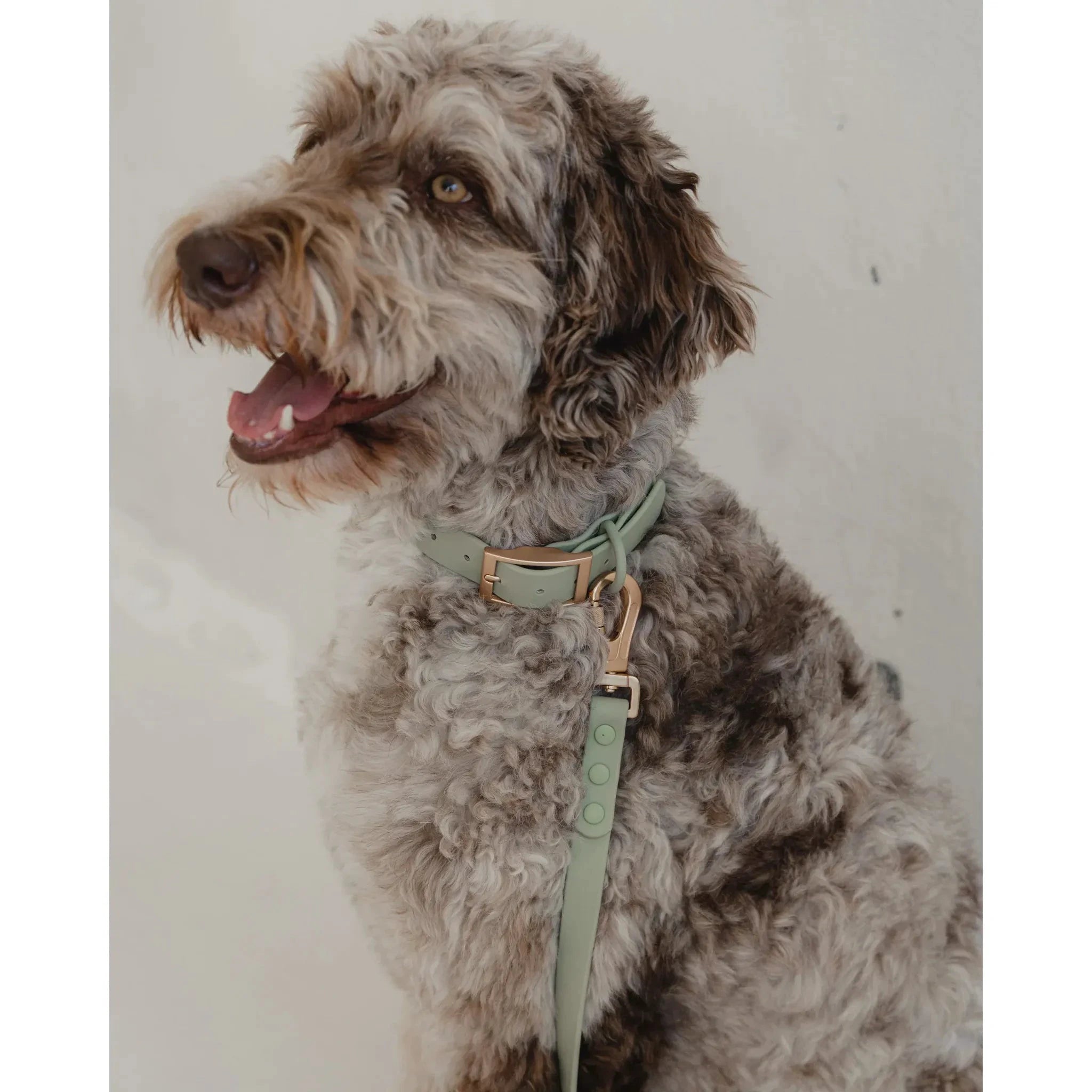 Dexypaws Waterproof Dog Collar by Dexypaws