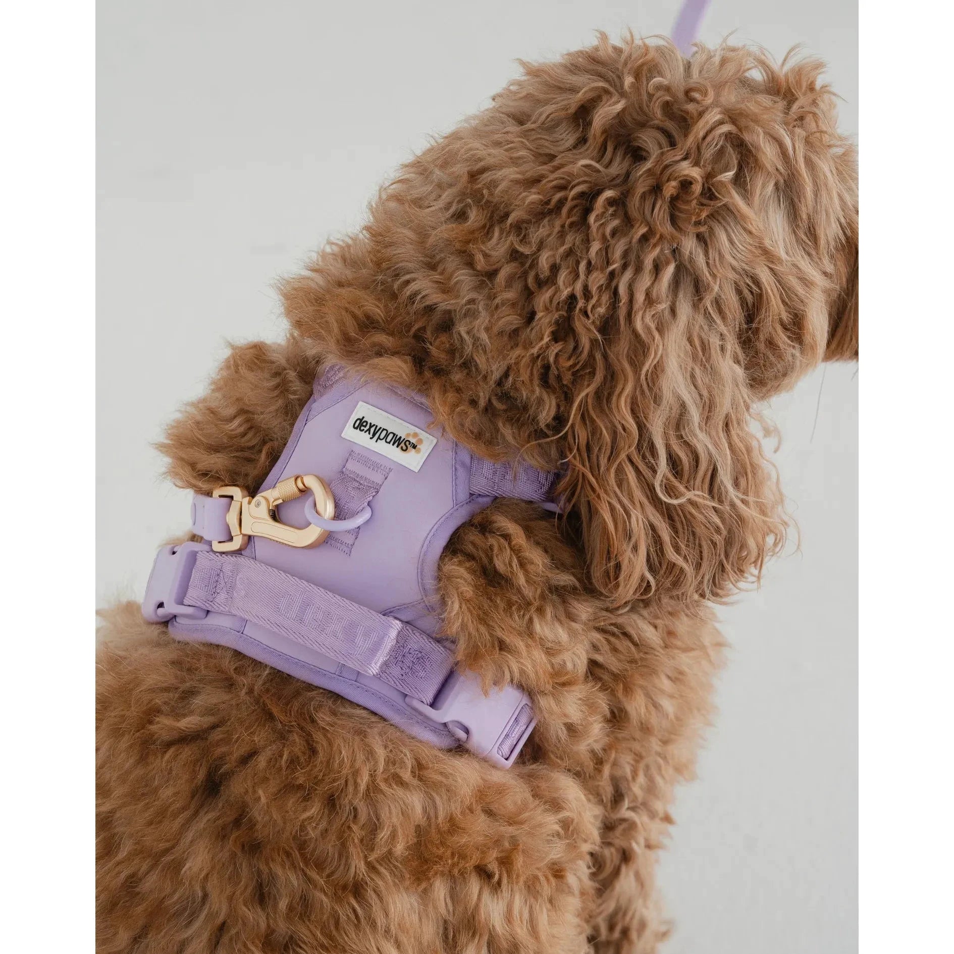 Dexypaws No-Pull Dog Harness, Lilac by Dexypaws