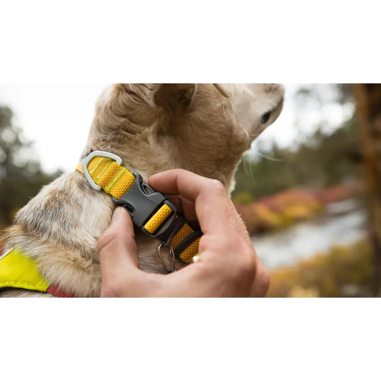 Ruffwear Hi & Light™ Lightweight Dog Collar by Ruffwear