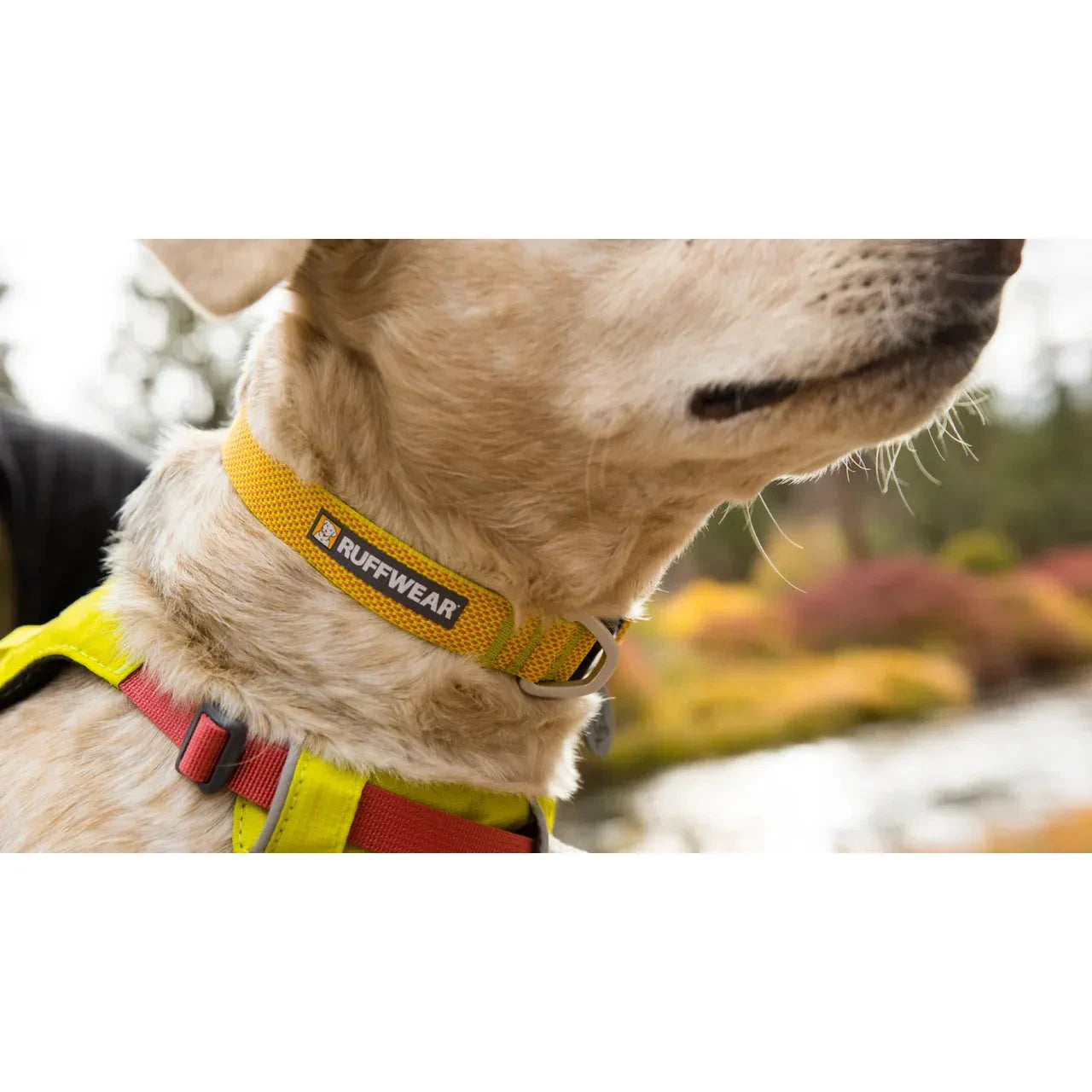 Ruffwear Hi & Light™ Lightweight Dog Collar by Ruffwear