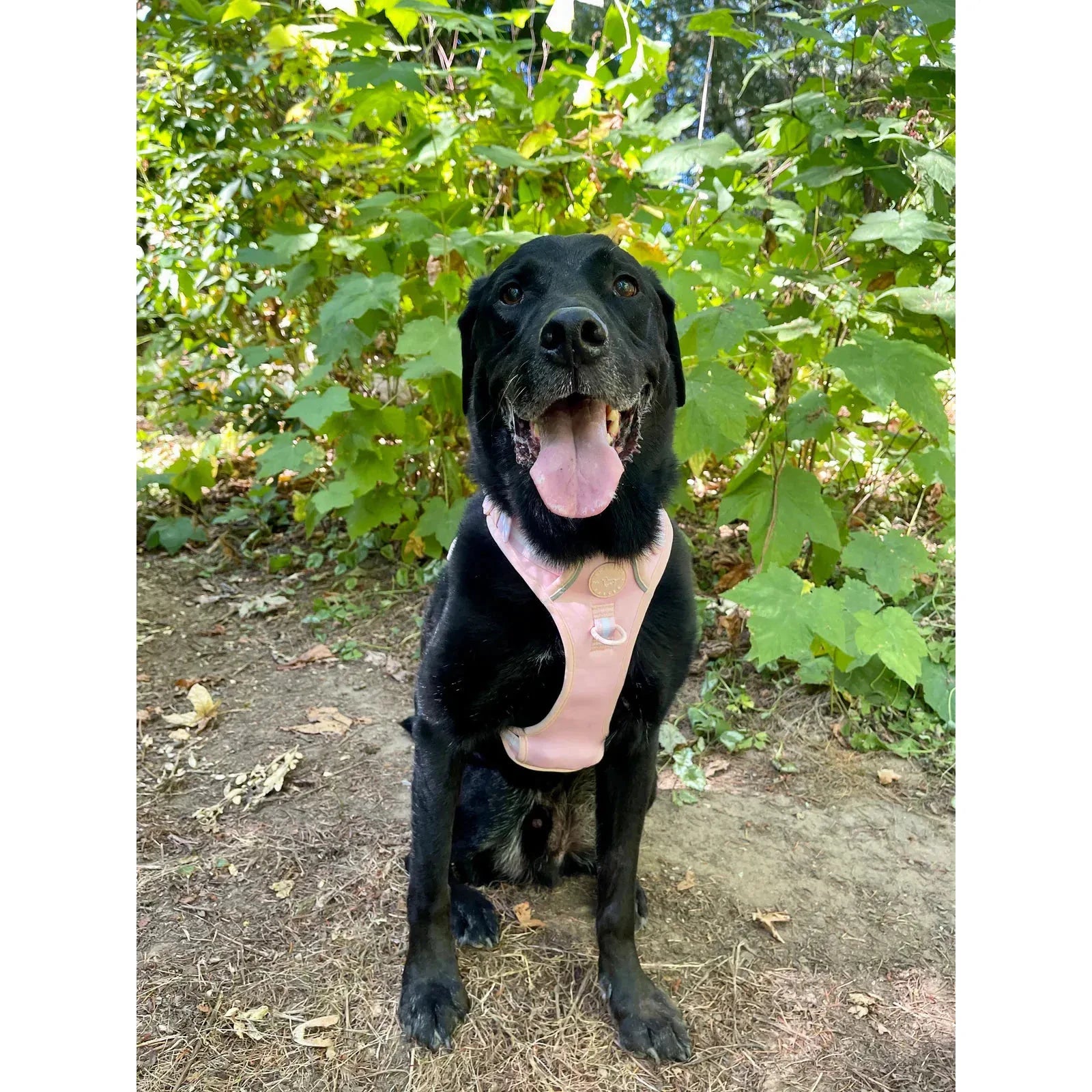 Sharper Barker Harness by Sharper Barker