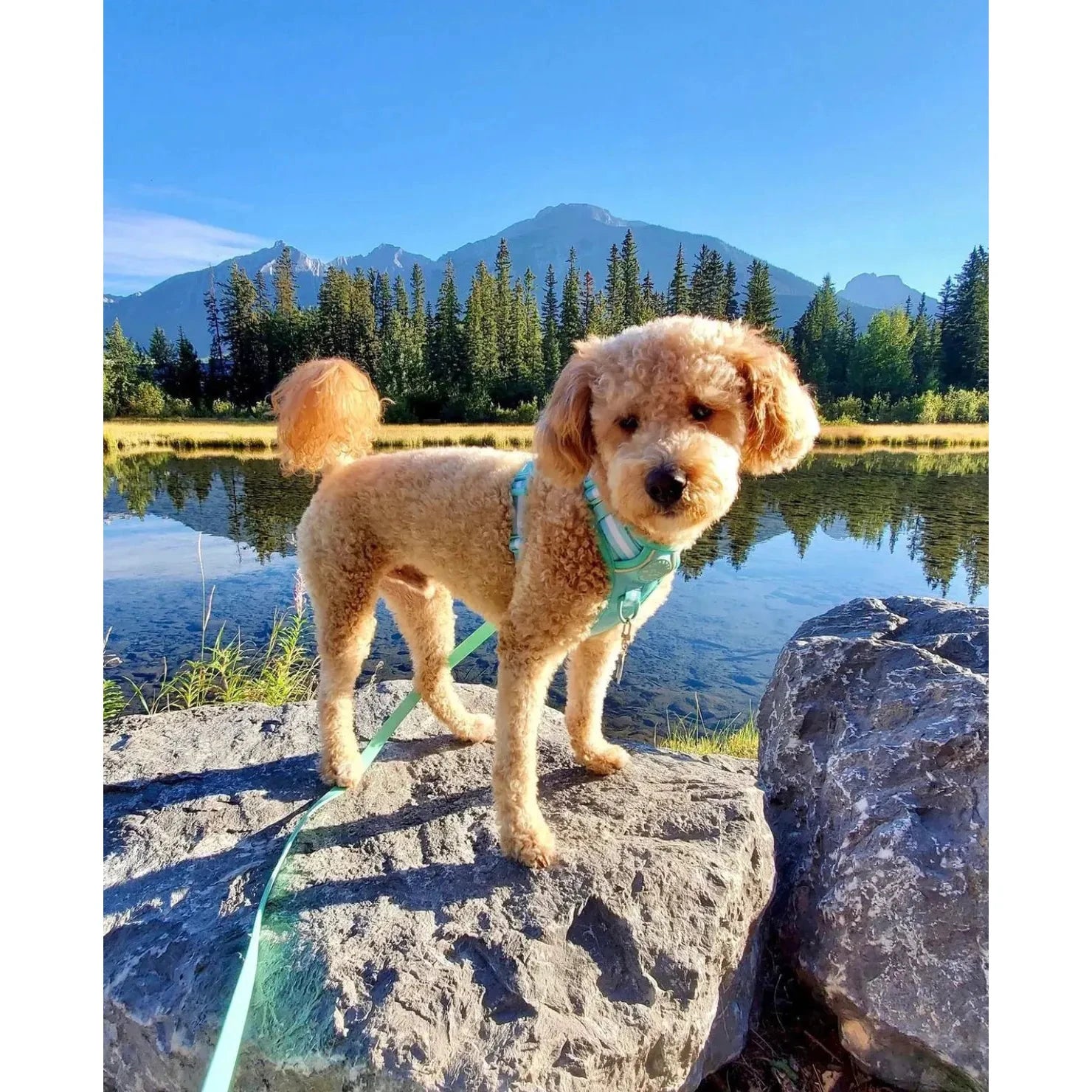 Sharper Barker Harness by Sharper Barker