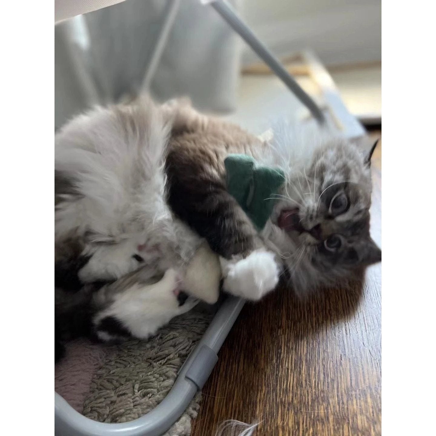 Crazy Catnip Toys by PawsNatural Pet Store