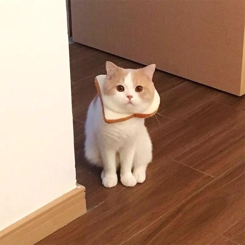 E-collar to Cats & Small dogs by The Pet's Fan