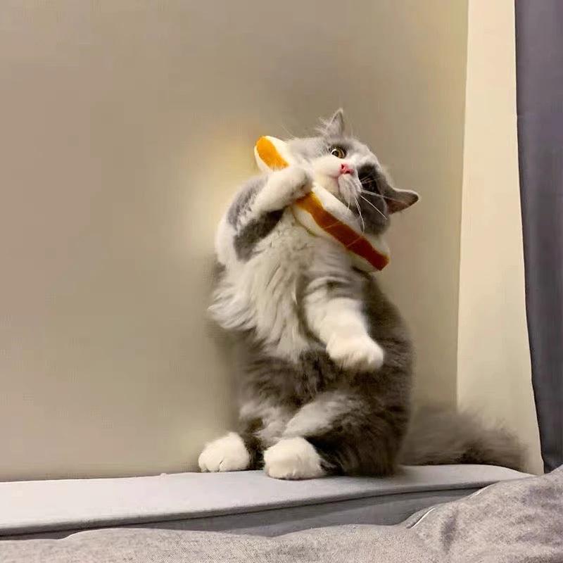 E-collar to Cats & Small dogs by The Pet's Fan