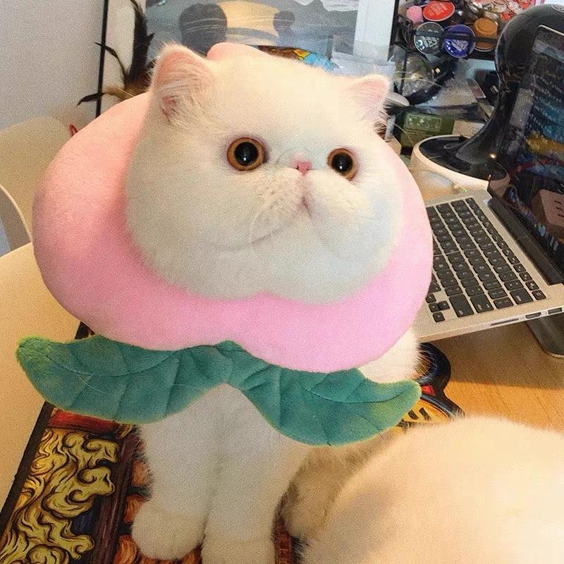 E-collar to Cats & Small dogs by The Pet's Fan