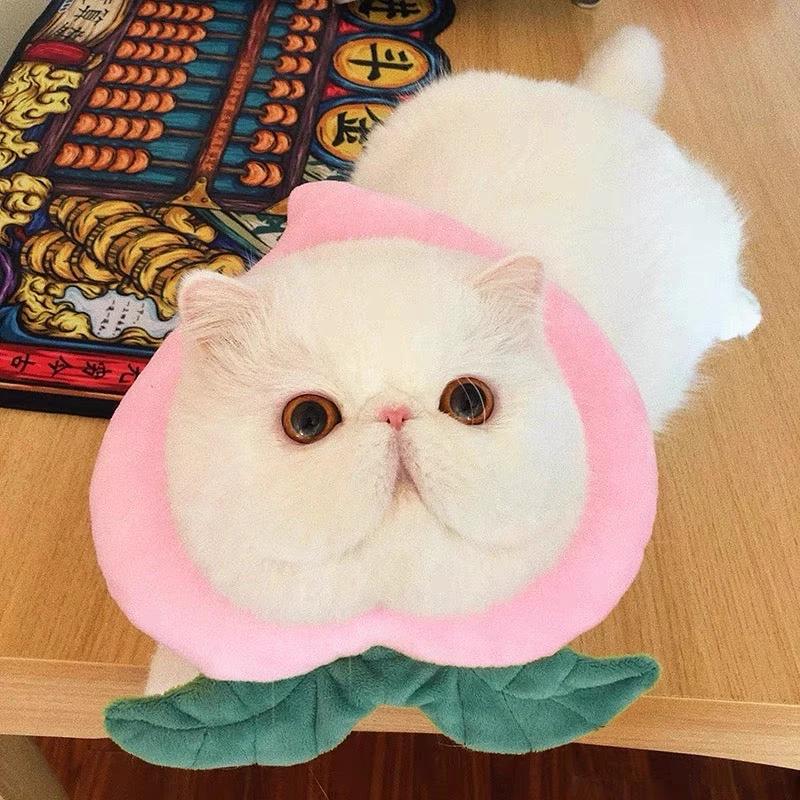 E-collar to Cats & Small dogs by The Pet's Fan