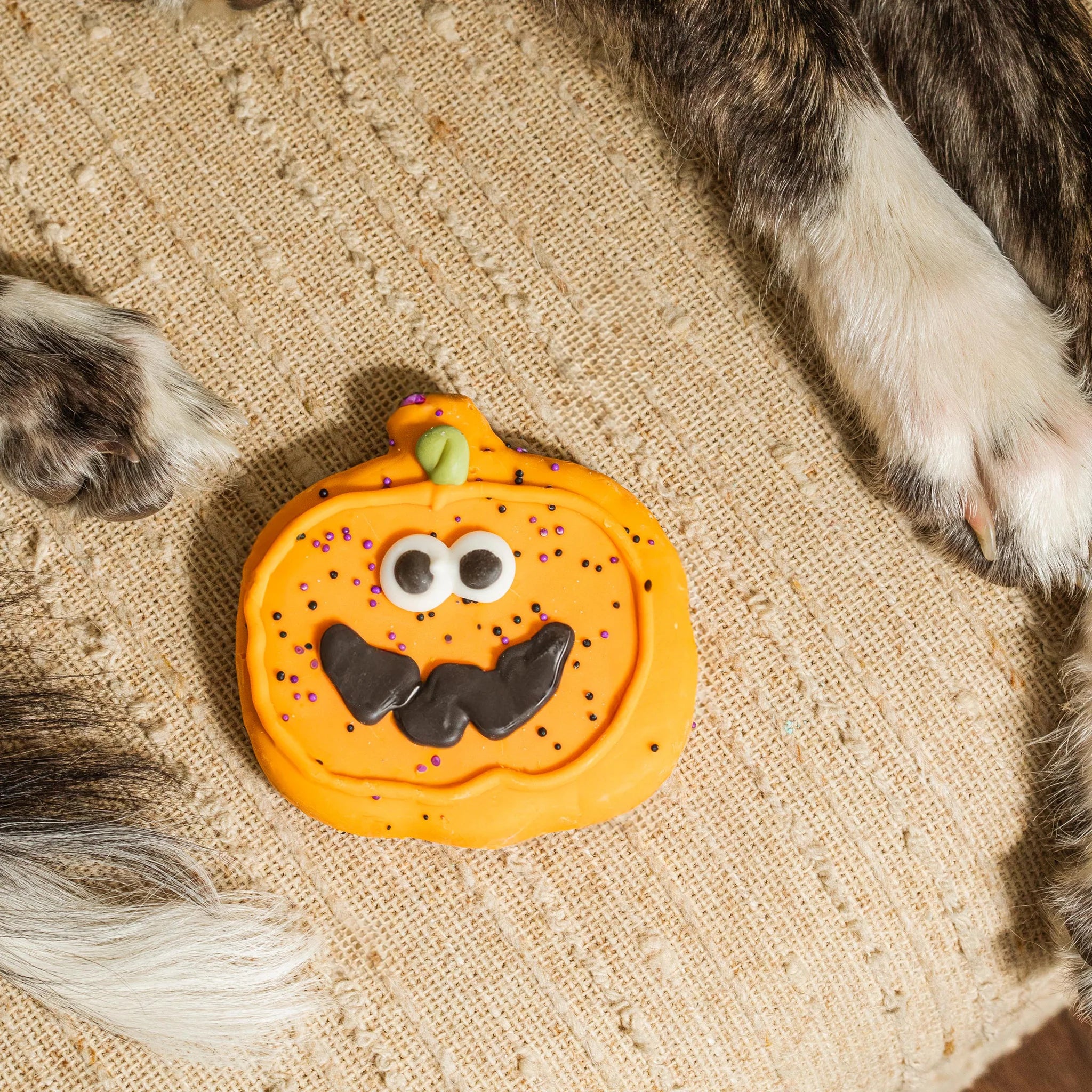 Bosco & Roxy's Sir Squash-a-lot | Halloween