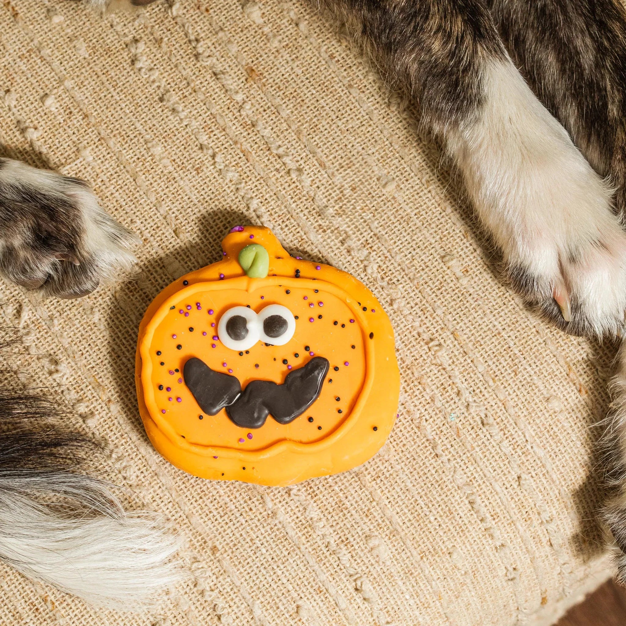Bosco & Roxy's Sir Squash-a-lot | Halloween by Bosco & Roxy's