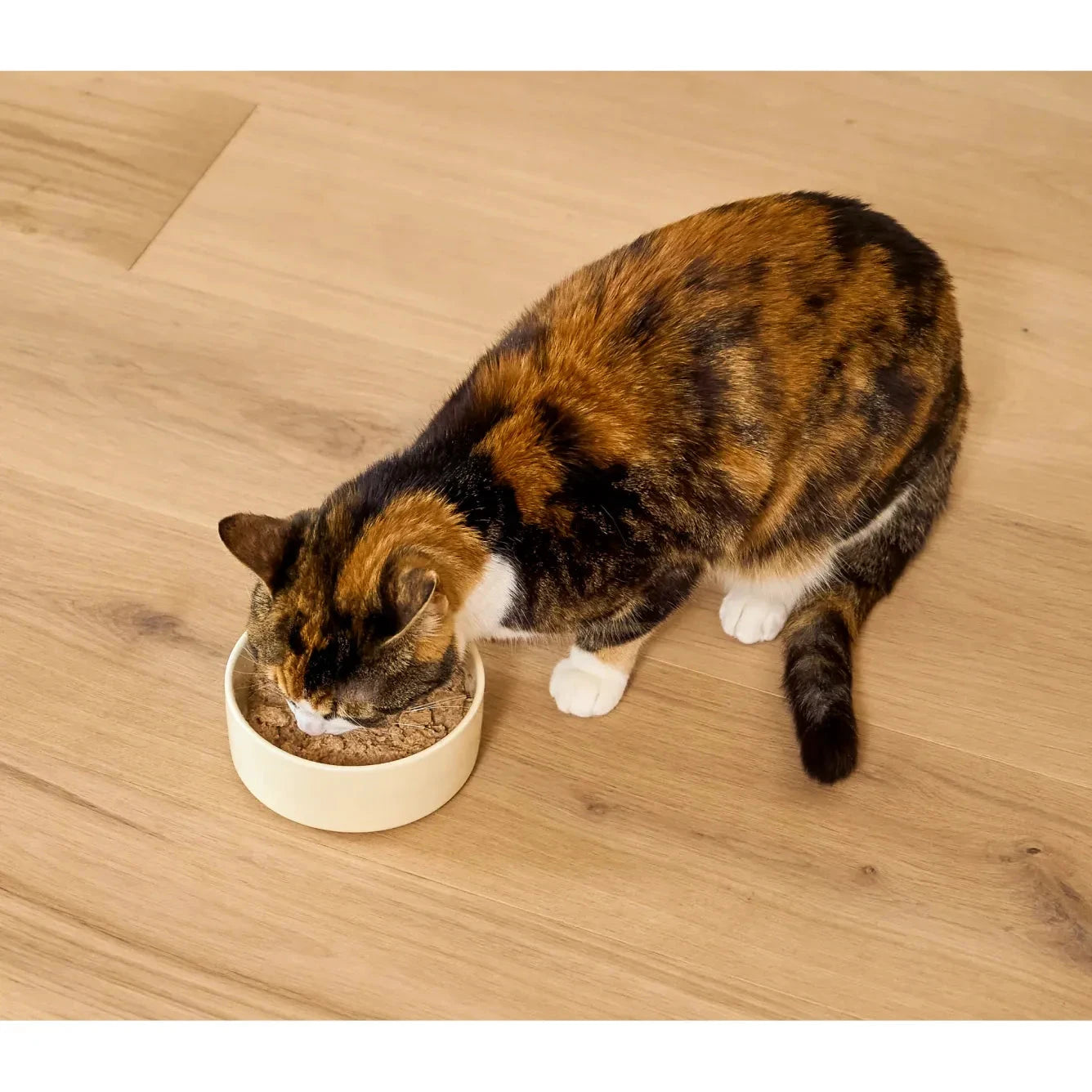 Open Farm® Harvest Chicken Recipe Pate for Cats by OPEN FARM