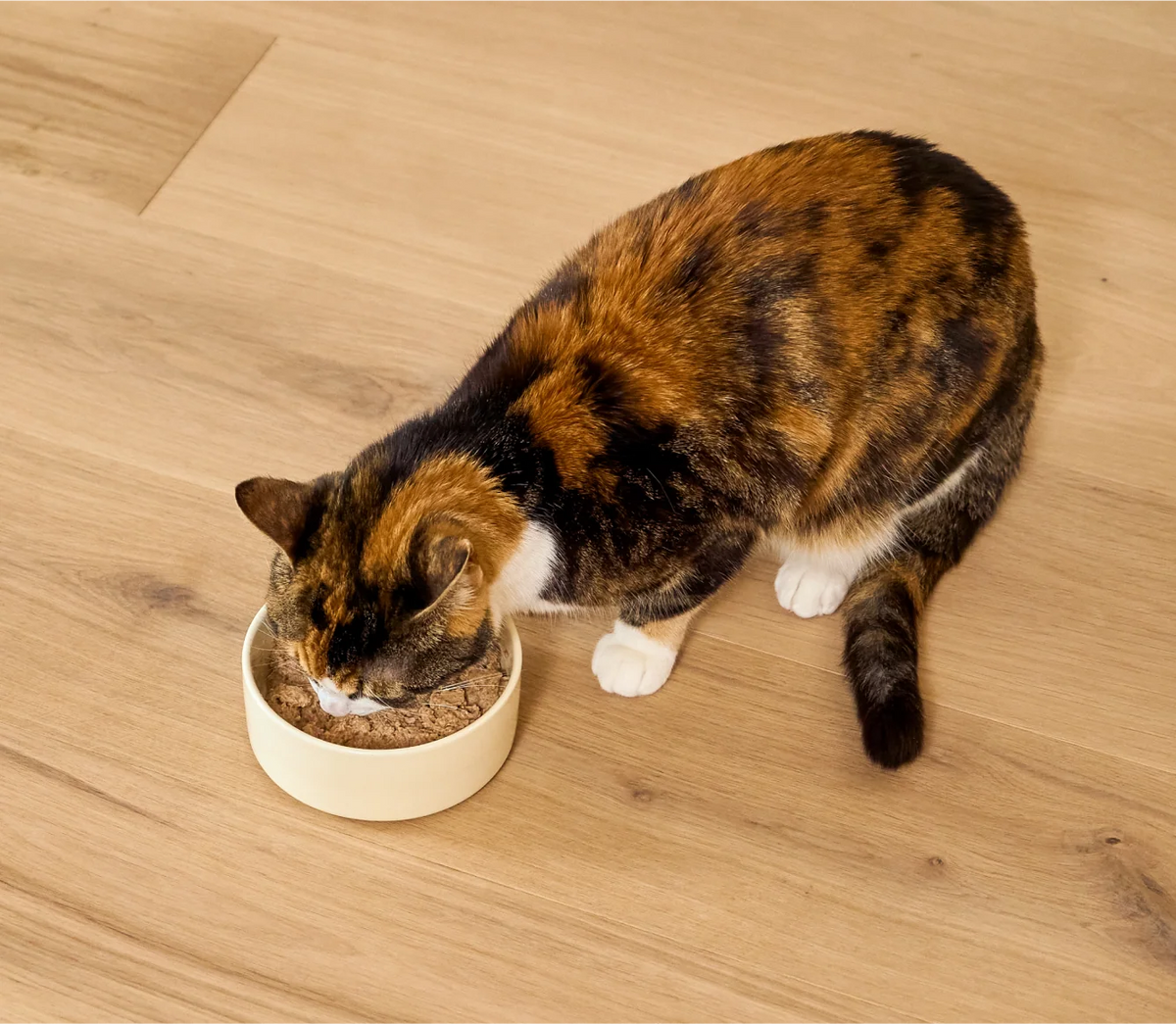 Open Farm® Wild-Caught Salmon Pâté for Cats