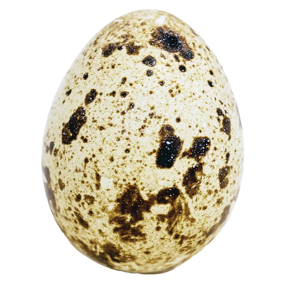 Only The Best Spring Creek Quail Eggs – 18 Per Pack