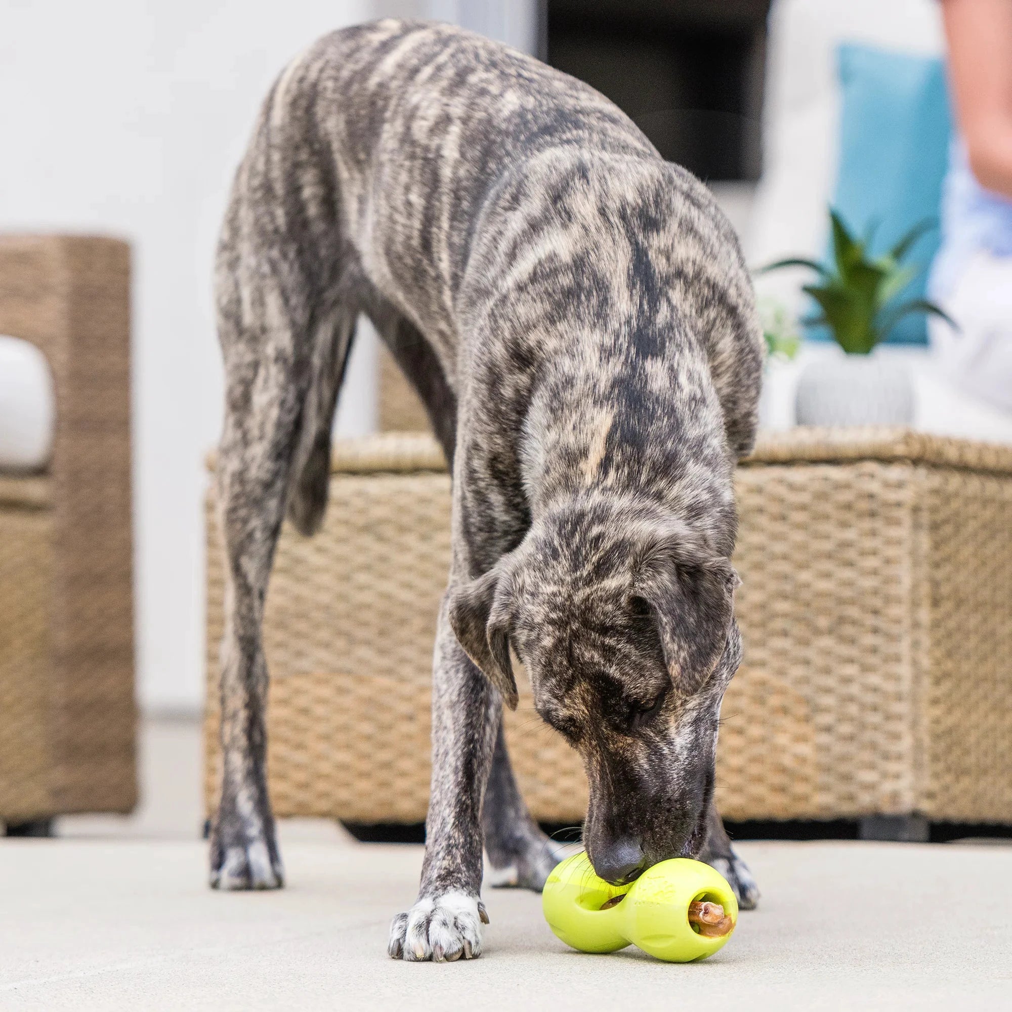 West Paw Treat Toys ZoGoFlex Qwizl by West Paw