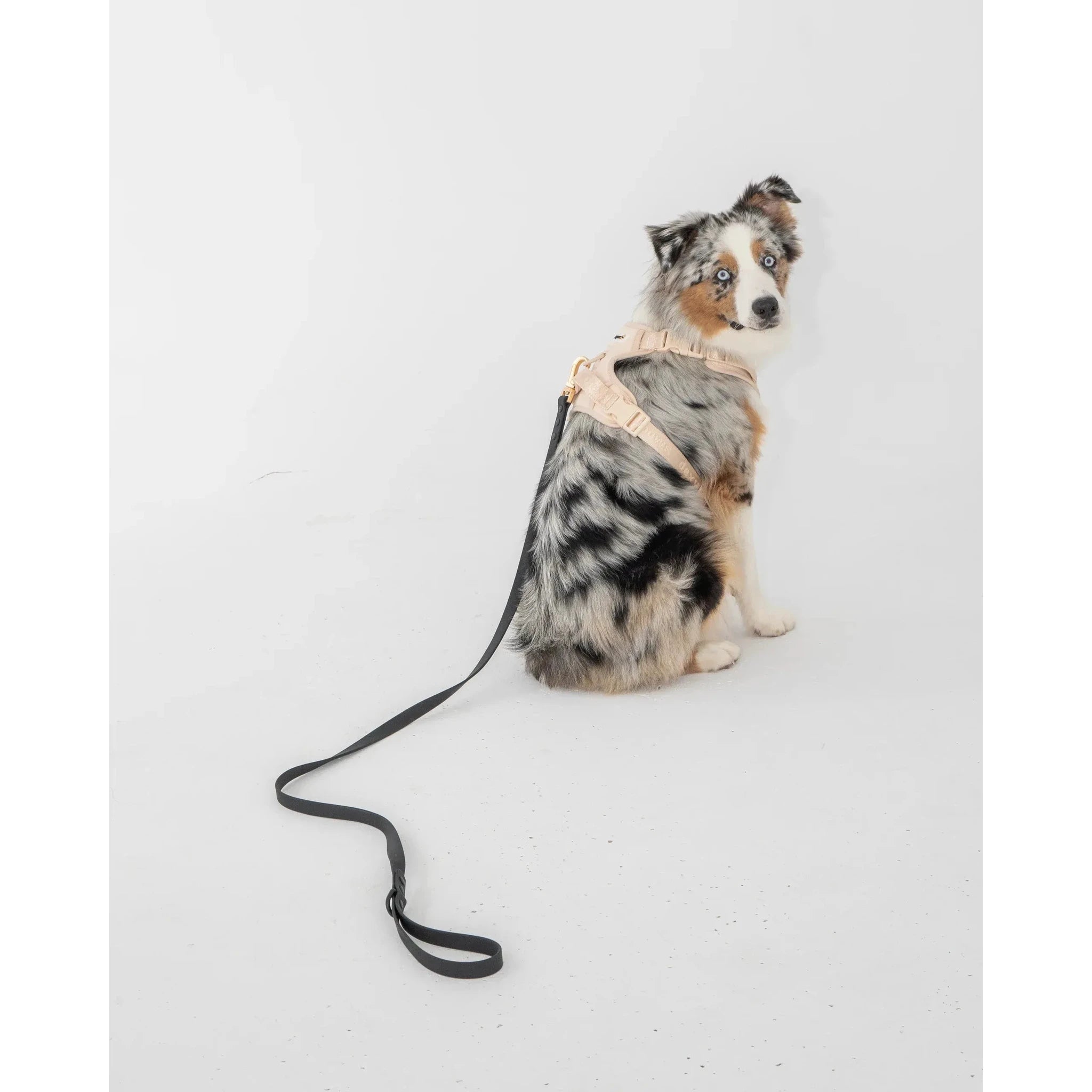 Dexypaws Waterproof Dog Leash by Dexypaws