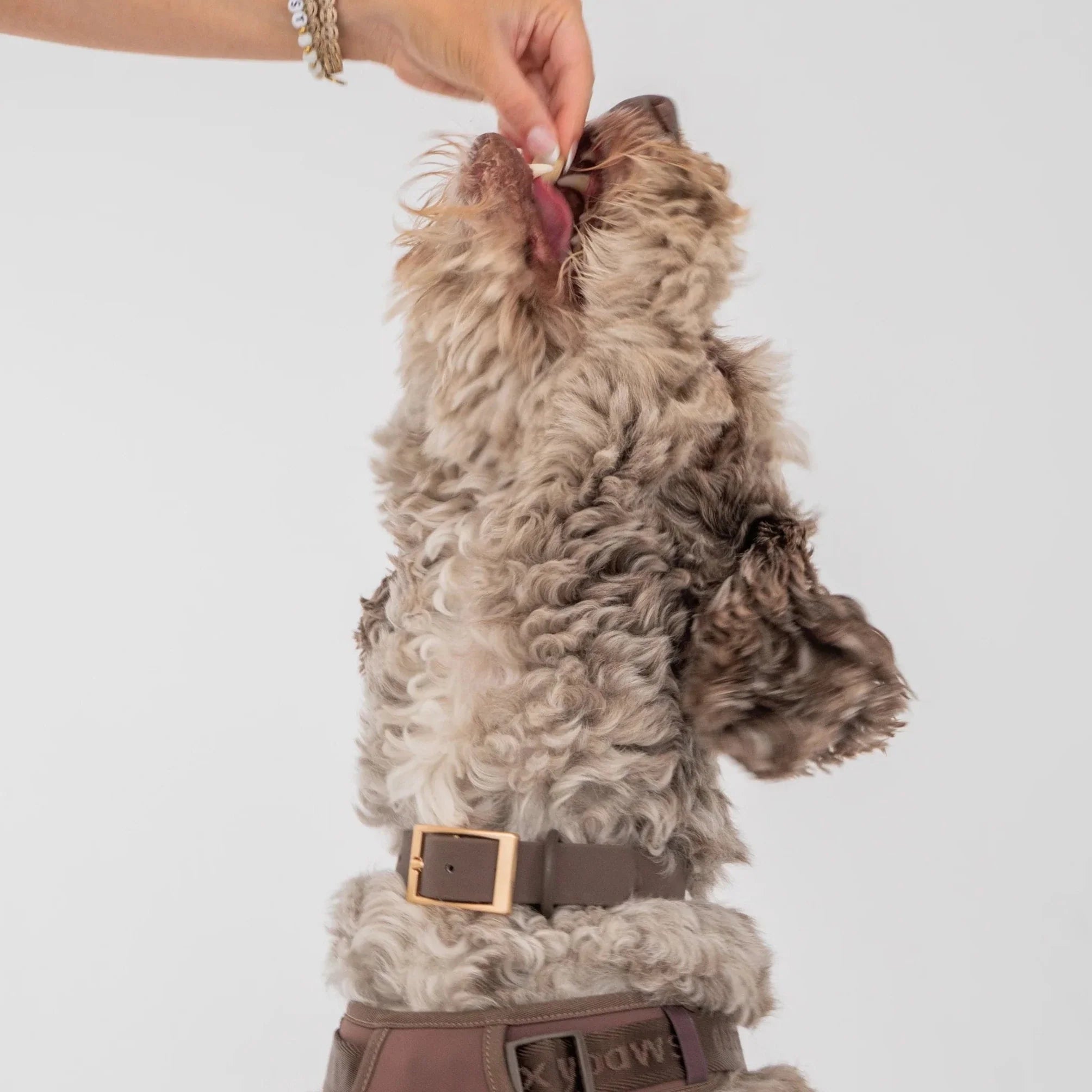 Dexypaws Waterproof Dog Collar by Dexypaws