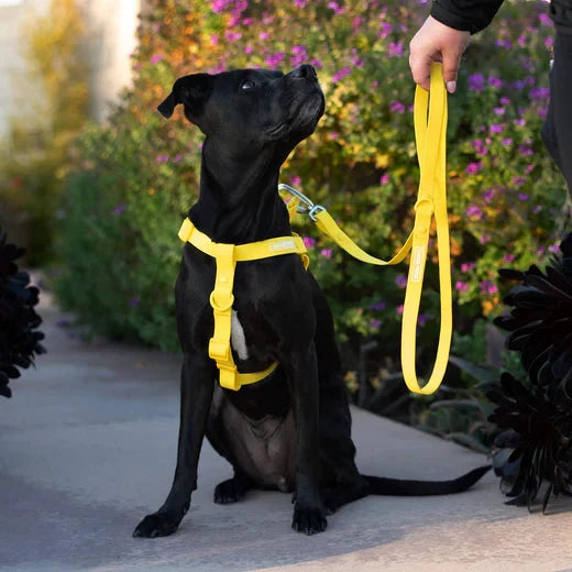 Canada Pooch Waterproof Harness-Yellow by Canada Pooch
