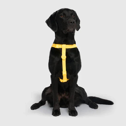 Canada Pooch Waterproof Harness-Yellow by Canada Pooch