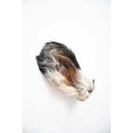 Grand Valley Quail Pet Treats Dehydrated Beef Ear by Grand Valley Quail Pet Treats