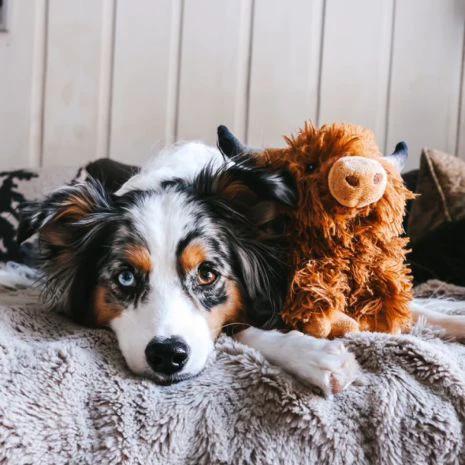 TALL TAILS® Highland Cow with Squeaker Dog Toy by Tall Tails