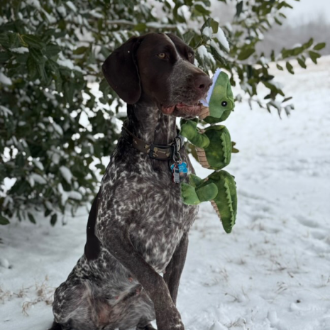 TALL TAILS® Jointed Plush Alligator with Squeaker Dog Toy