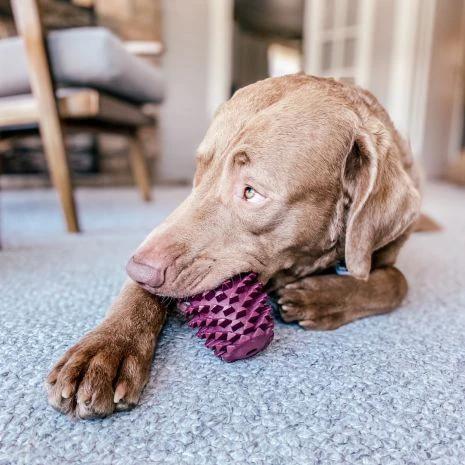TALL TAILS® Enrichment Toys for Dogs 2-Pack by Tall Tails