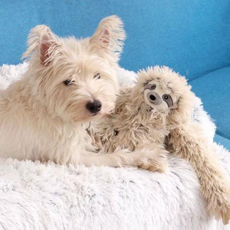 TALL TAILS® Plush Sloth Rope Body Dog Toy, 16'' by Tall Tails