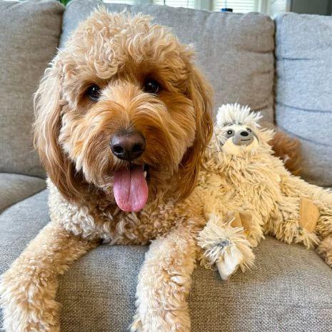 TALL TAILS® Plush Sloth Rope Body Dog Toy, 16'' by Tall Tails