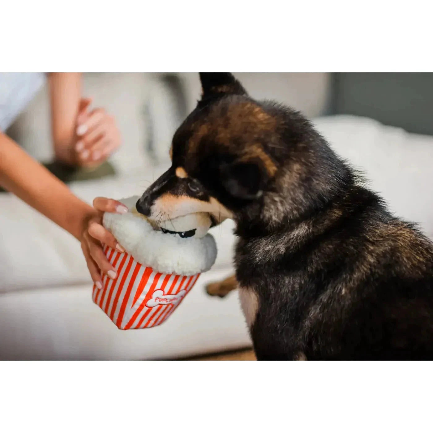 P.L.A.Y Hollywoof Cinema Collection by P.L.A.Y