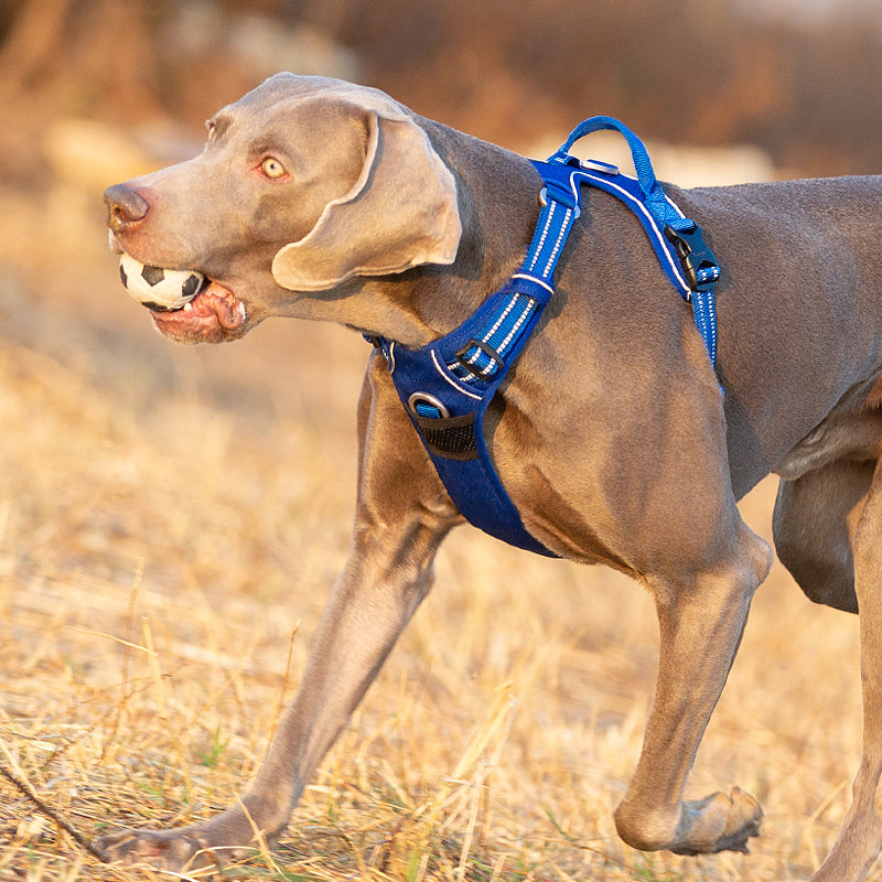 How to put outlet on truelove dog harness