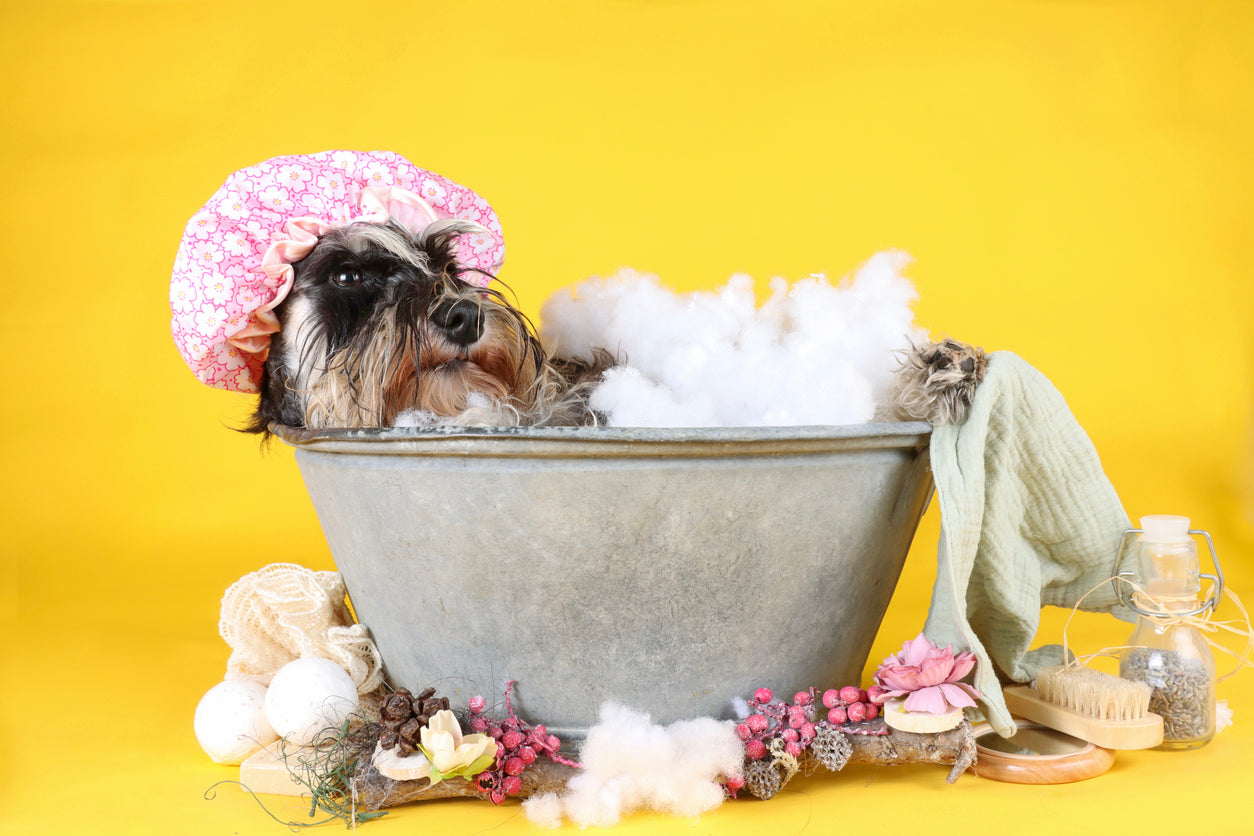 Skunk Spray: What Every Dog Owner Needs to Know