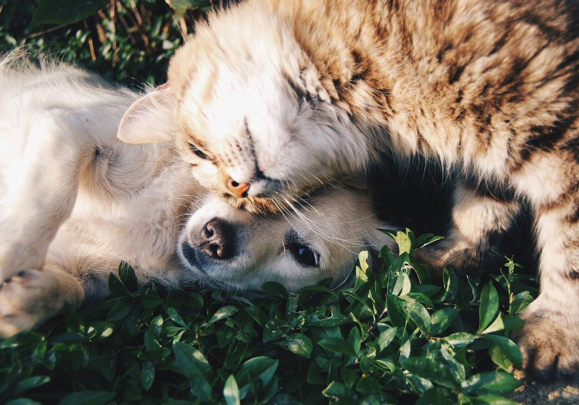 Dog and Cat laying on a grass.