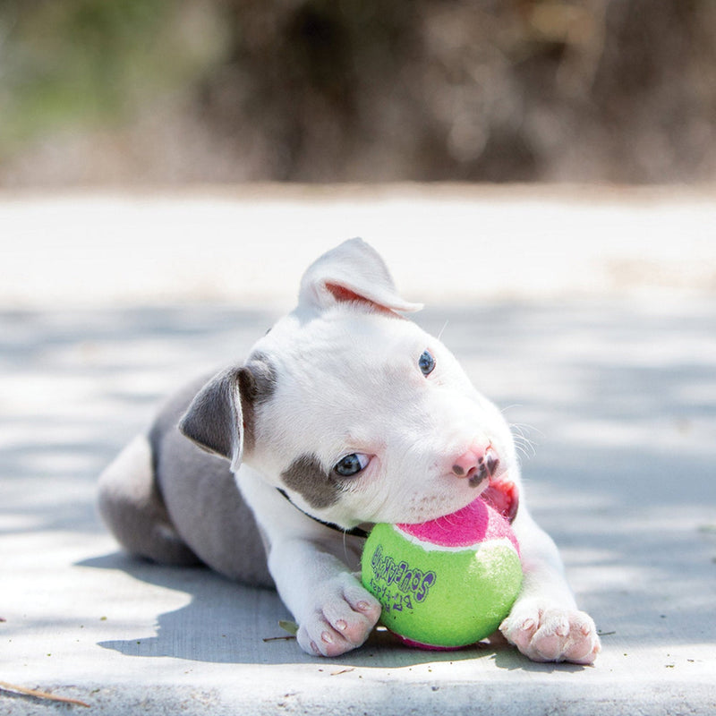 KONG - Medium Birthday Air Squeaker Ball