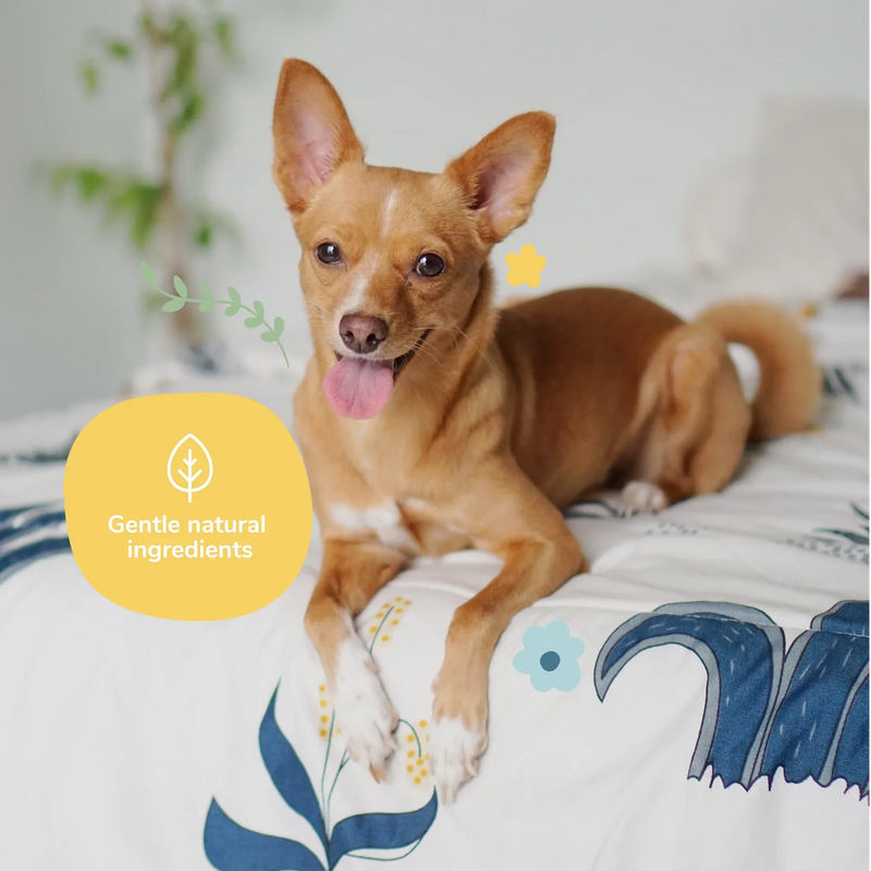 Coat Spray for Dog Smells - Almond+Vanilla